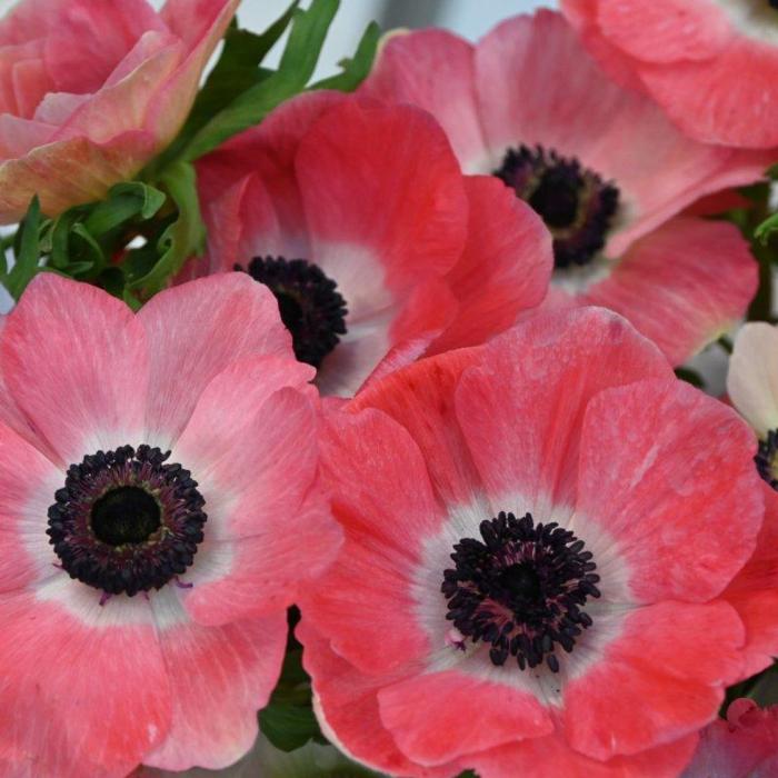 Anemone coronaria MISTRAL PLUS 'Rosa Shocking' plant