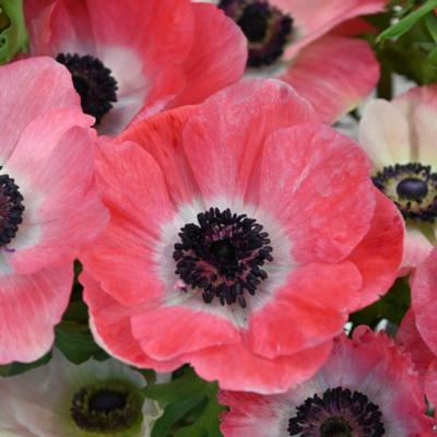 anemone-coronaria-mistral-plus-rosa-shocking