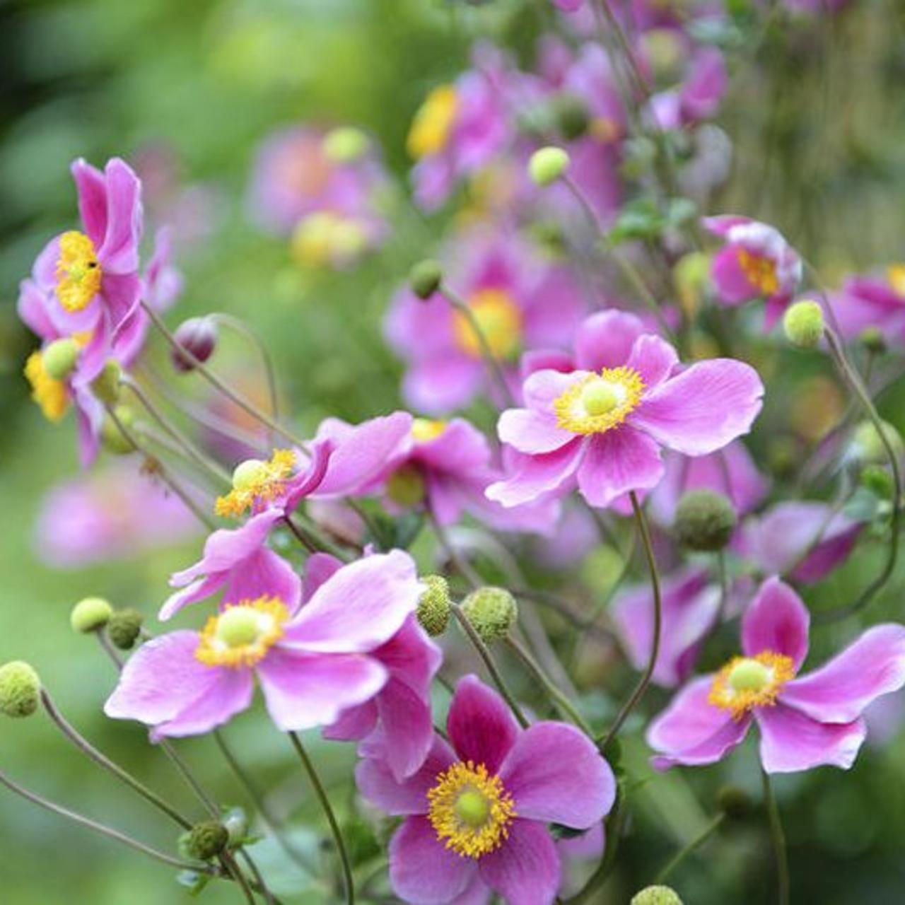 Anemone hupehensis 'Splendens' plant