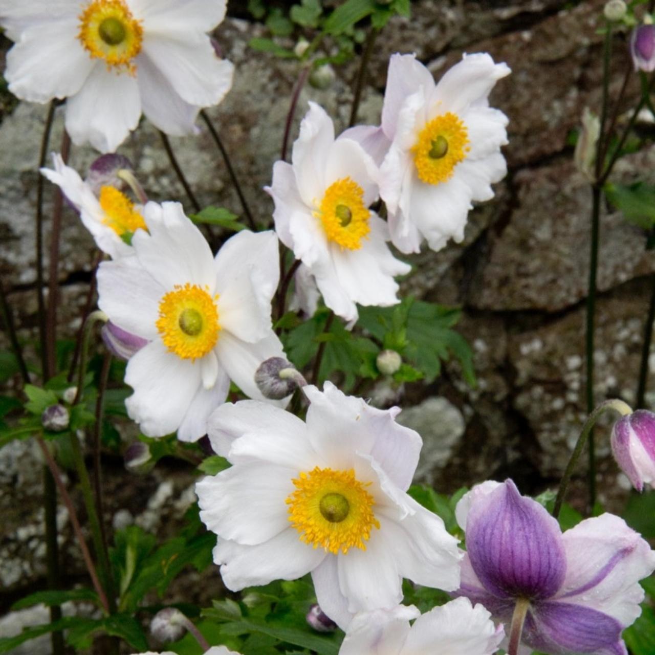 Anemone 'Ruffled Swan' plant