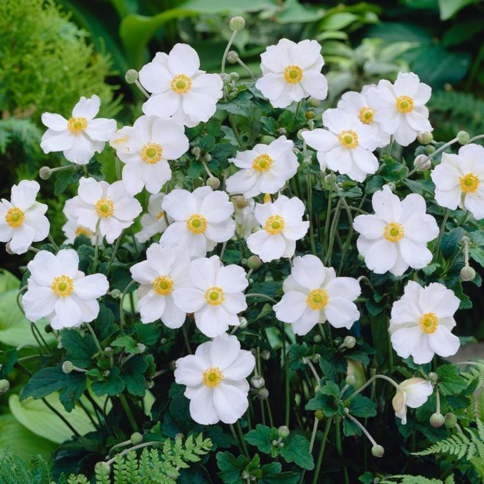 Anemone x hybrida 'Honorine Jobert' plant