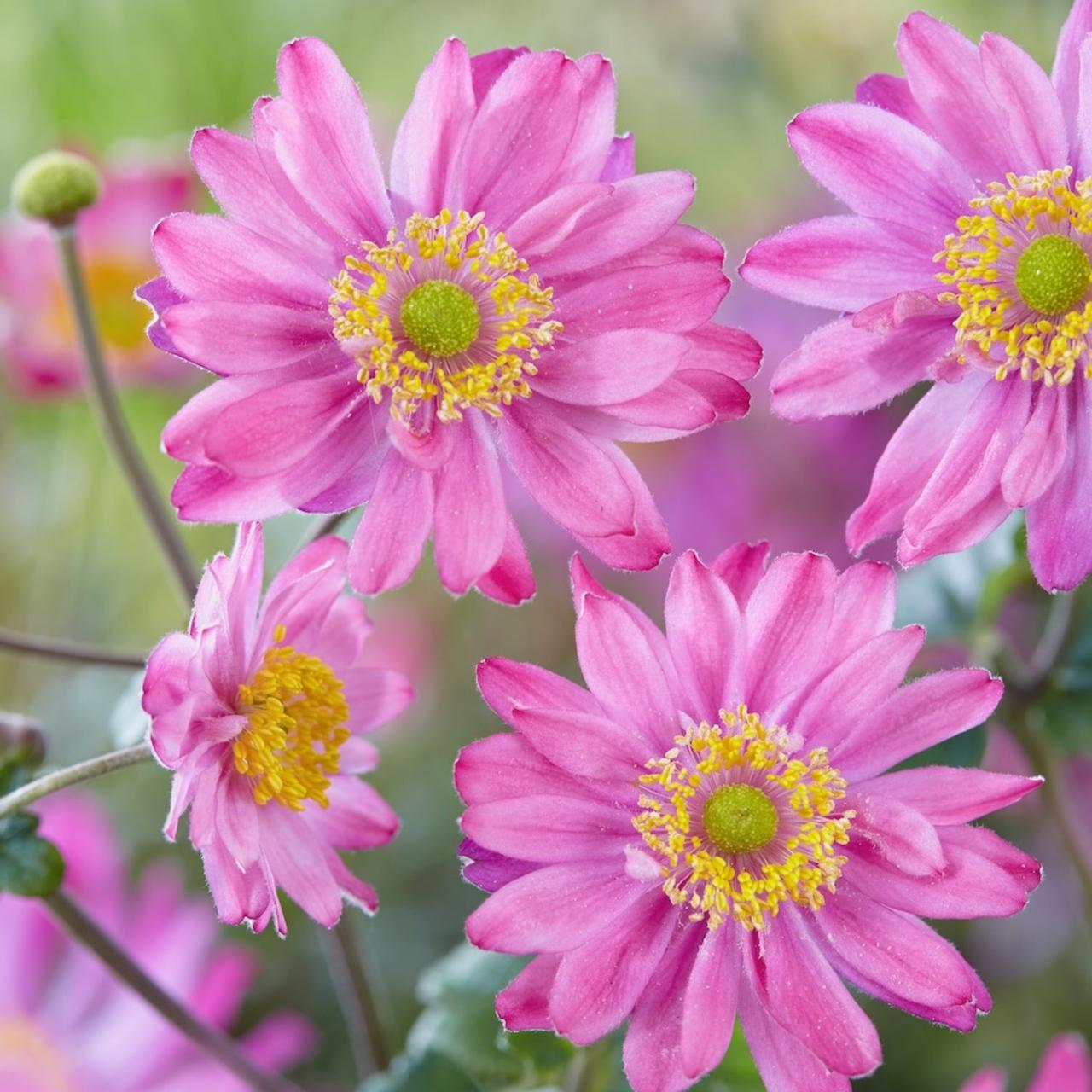 Anemone x hybrida 'Pamina' plant