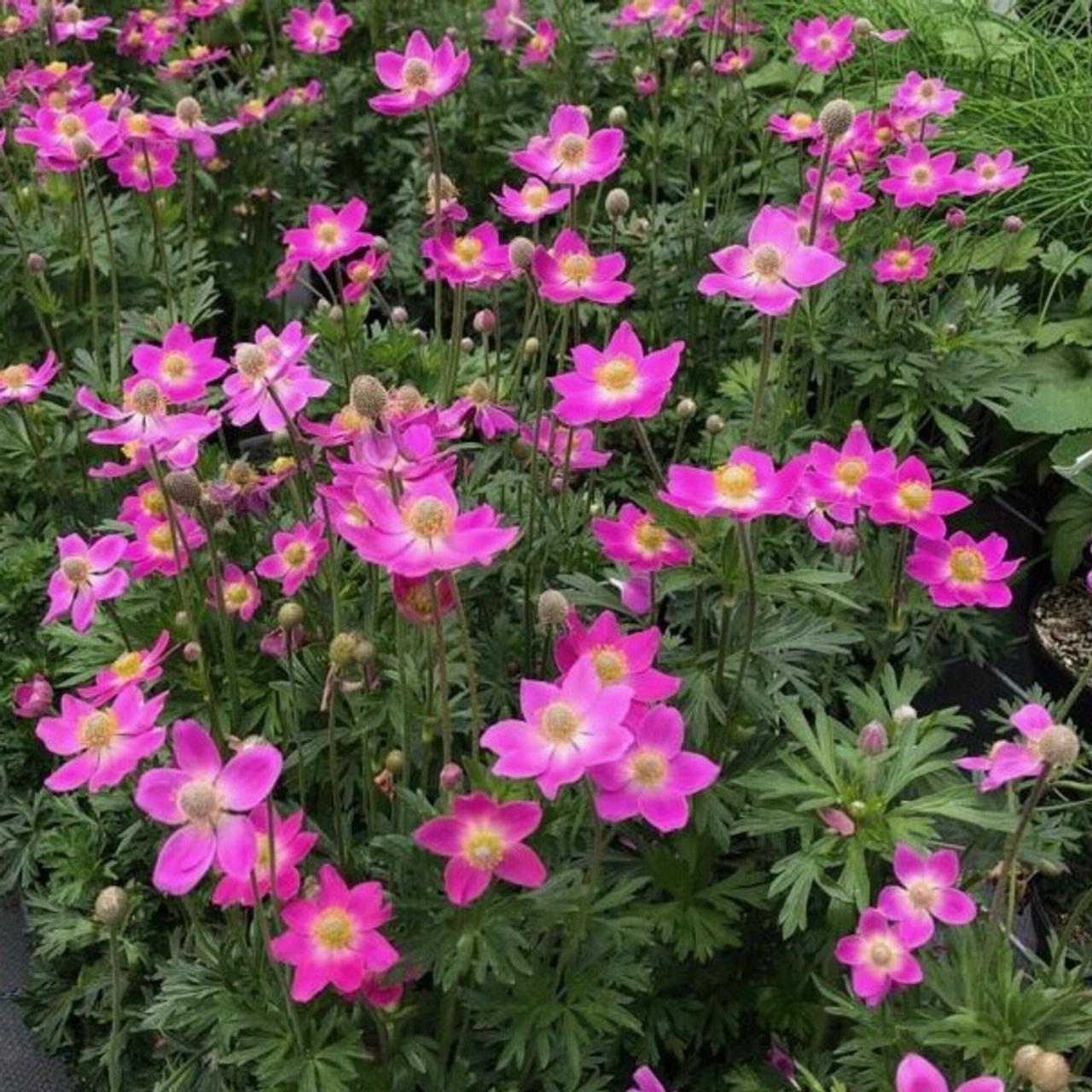 Anemone x hybrida 'Spring Beauty Pink' plant