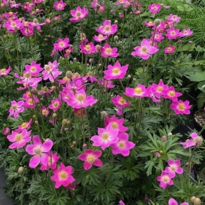 anemone-x-hybrida-spring-beauty-pink