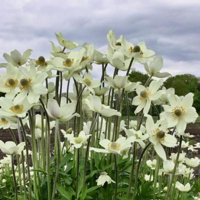 anemone-x-hybrida-spring-beauty-white