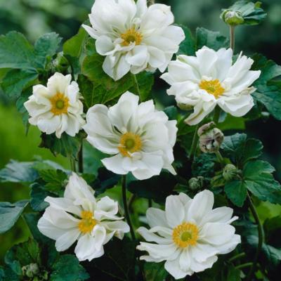 anemone-x-hybrida-whirlwind