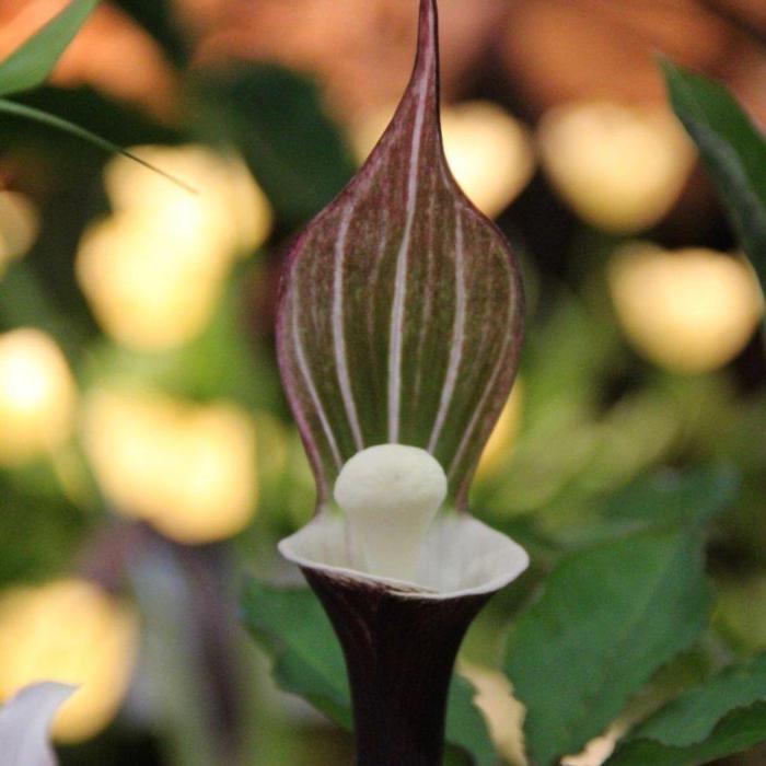 Arisaema sikokianum plant