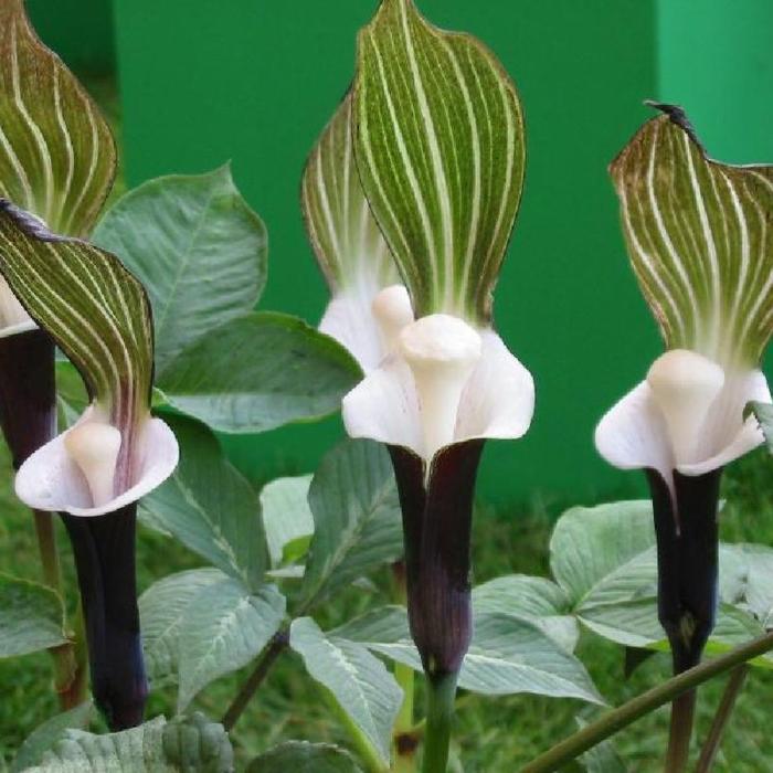 Arisaema sikokianum plant