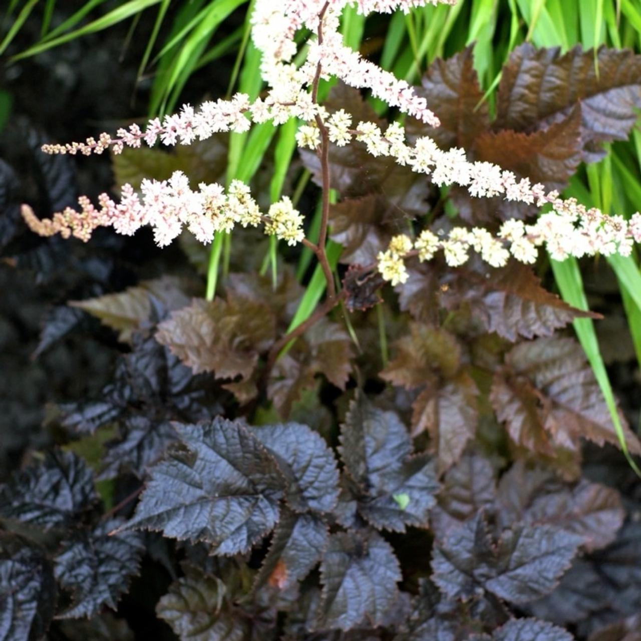 Astilbe 'Chocolate Shogun' plant