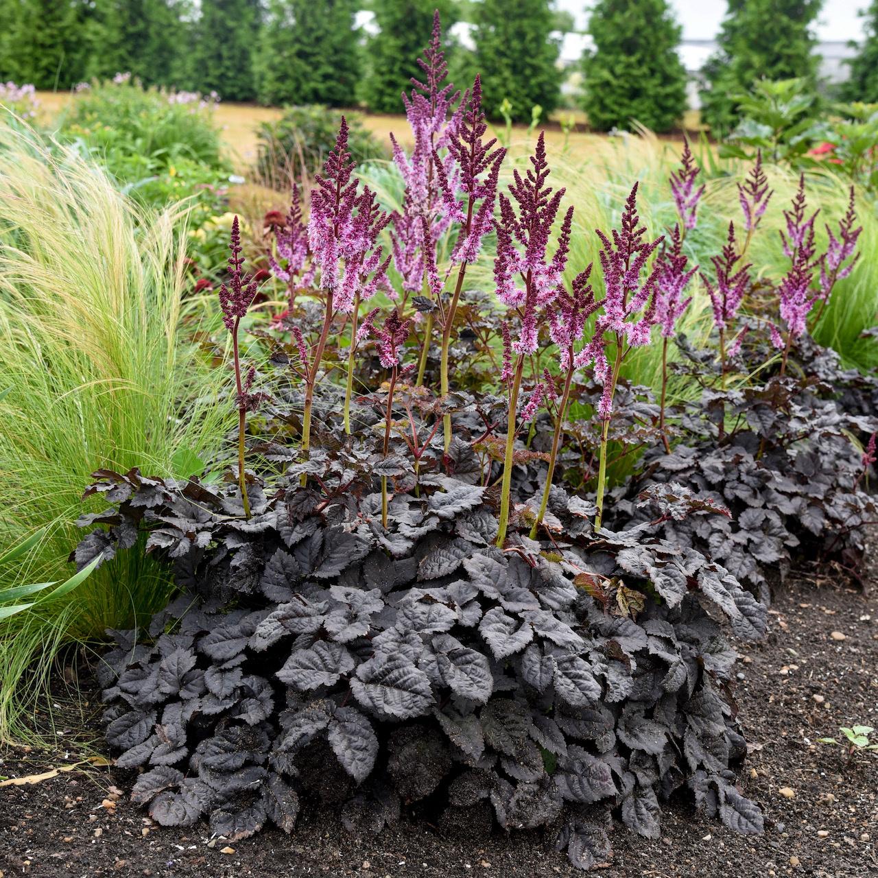 Astilbe 'Dark Side of the Moon' plant