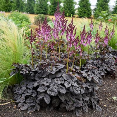 astilbe-dark-side-of-the-moon