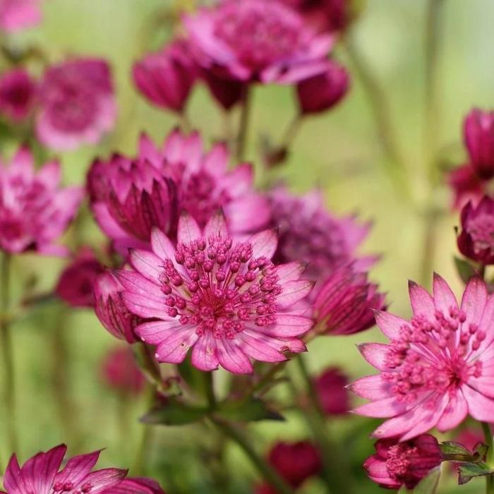 Astrantia major 'Cerise Button' plant