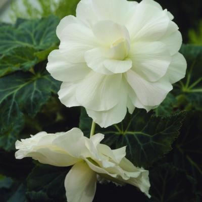 begonia-pendula-cascade-wit