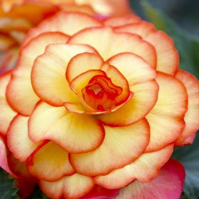 begonia-picotee-geel