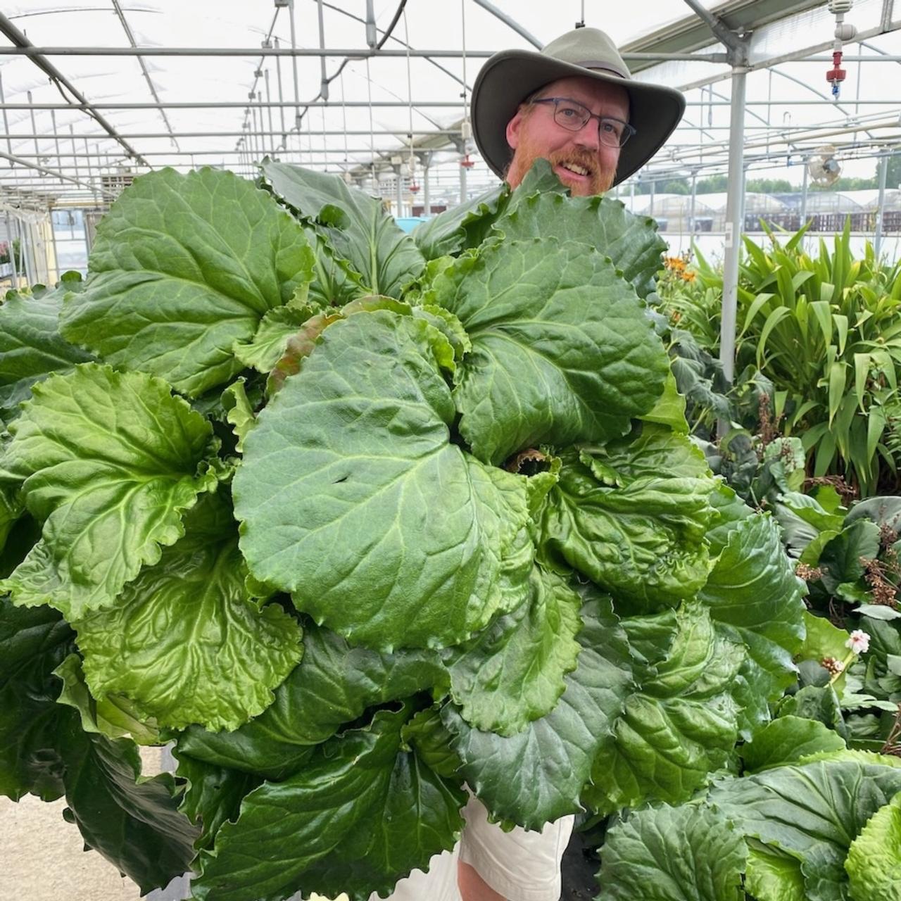 Bergenia 'Ripple Effect' plant