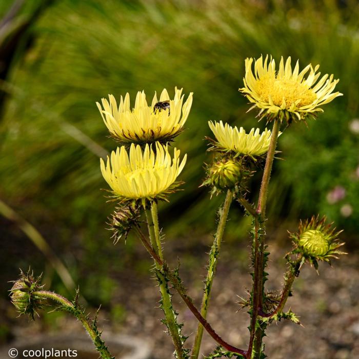 Berkheya radula plant