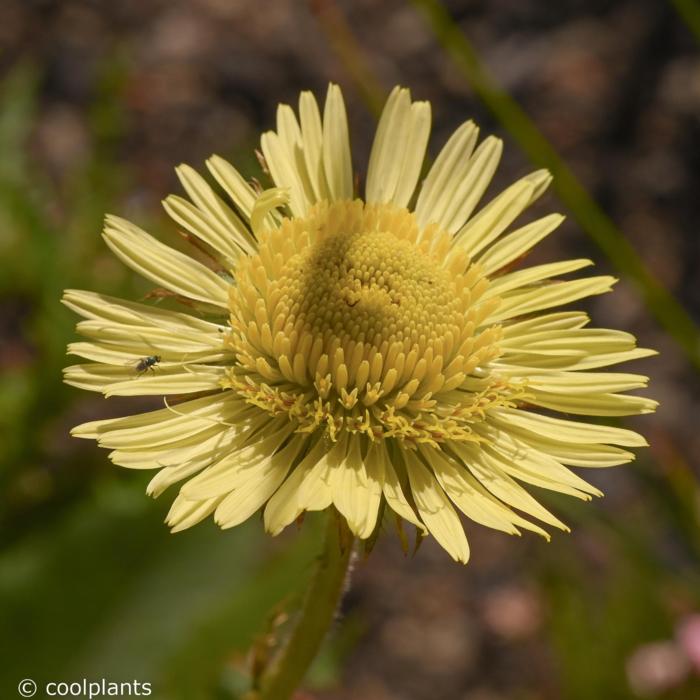 Berkheya radula plant