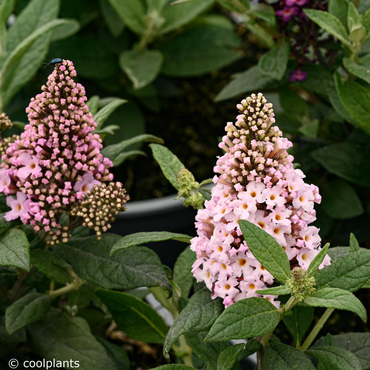 Buddleja 'Little Rockstars Pink' plant