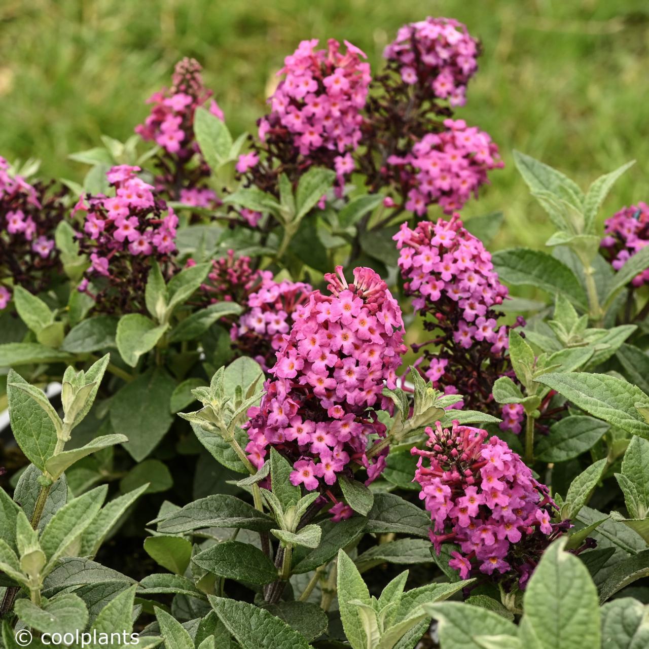 Buddleja 'Little Rockstars Red' plant