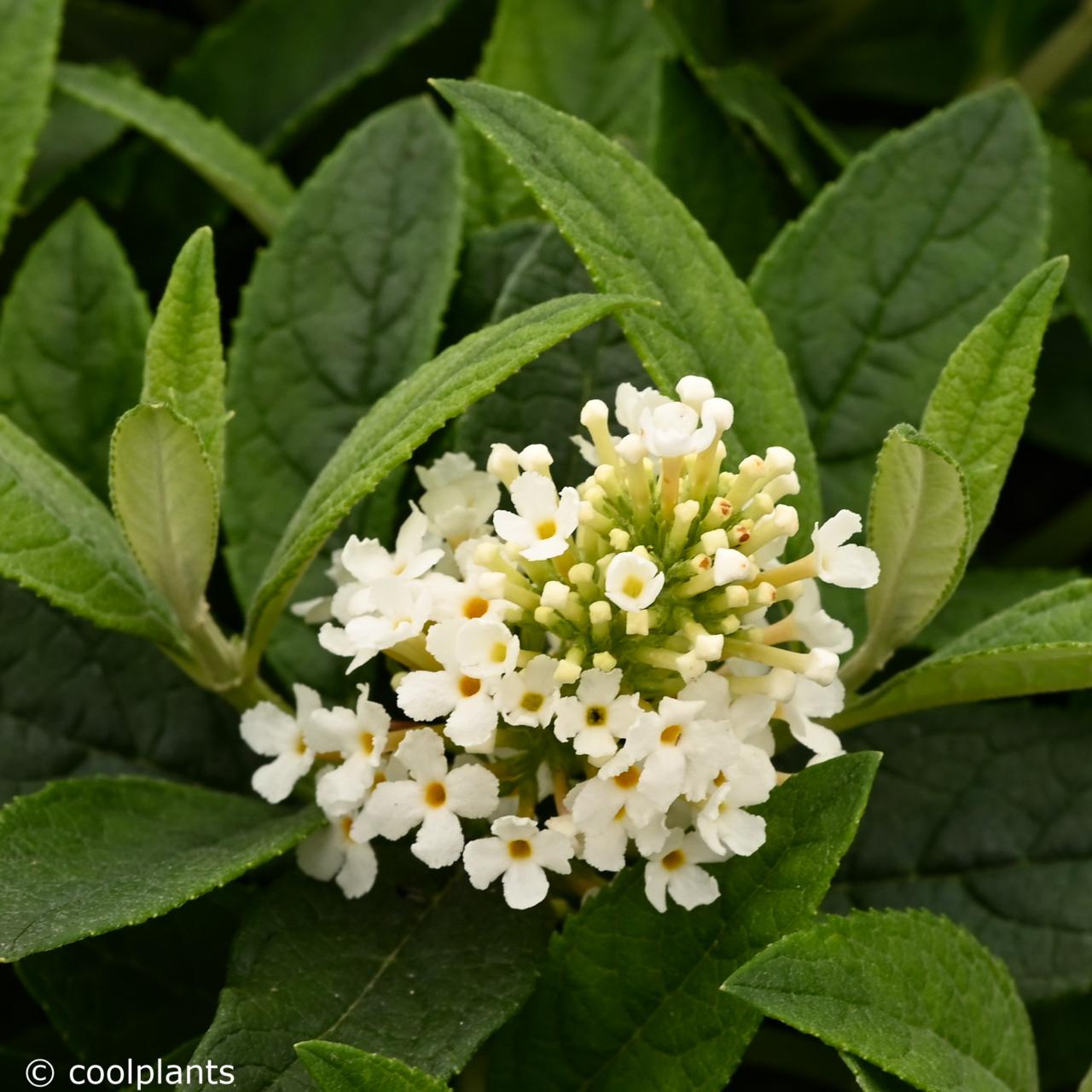 Buddleja 'Little Rockstars White' plant