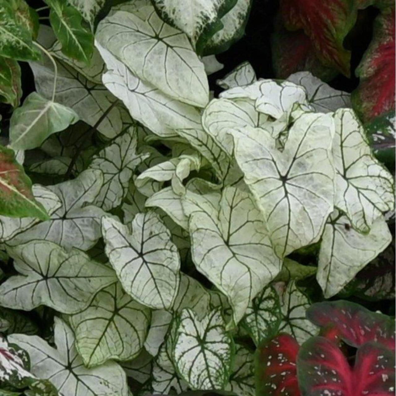 Caladium 'Candidum' plant