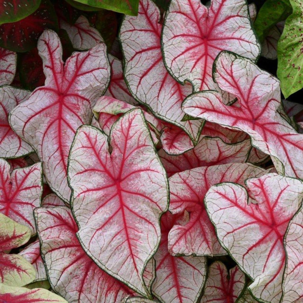 Caladium 'Fiesta' plant