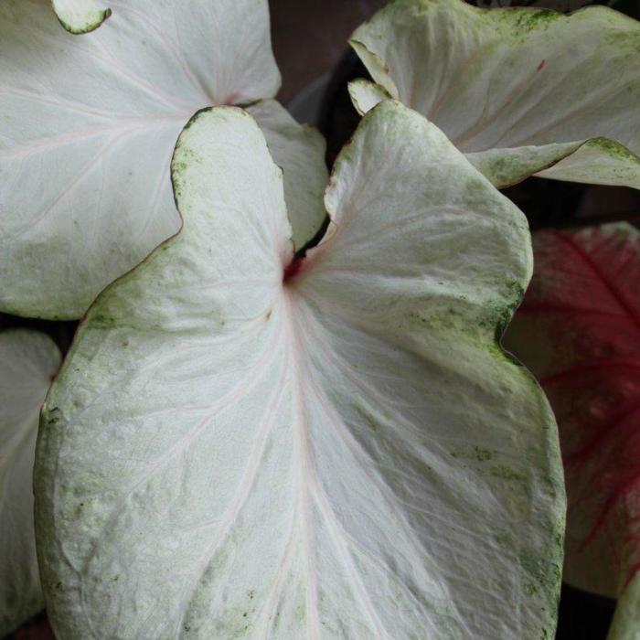 Caladium 'Florida Moonlight' plant