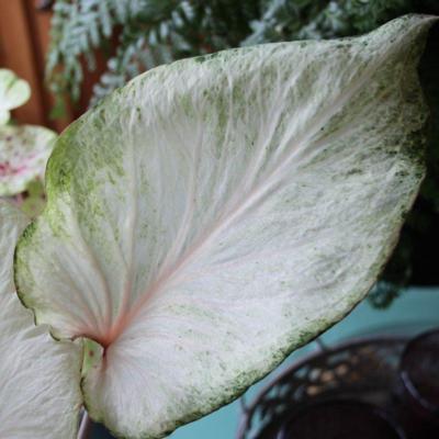 caladium-florida-moonlight