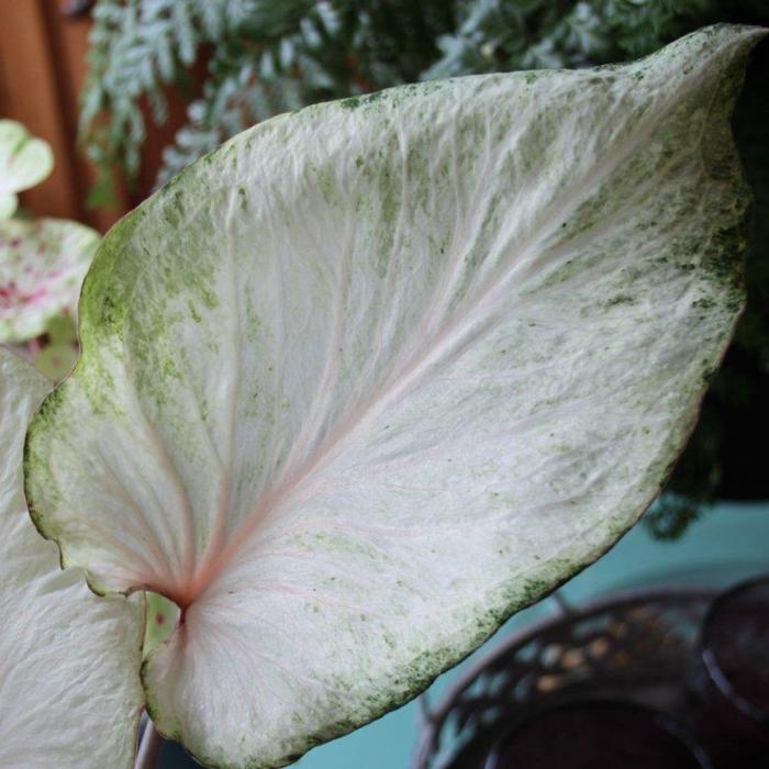 Caladium 'Florida Moonlight' plant