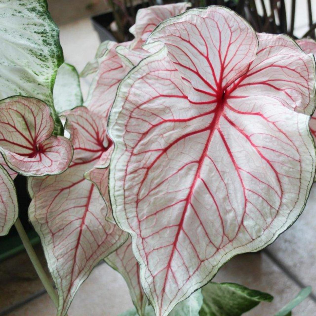 Caladium 'Florida Sweetheart' plant