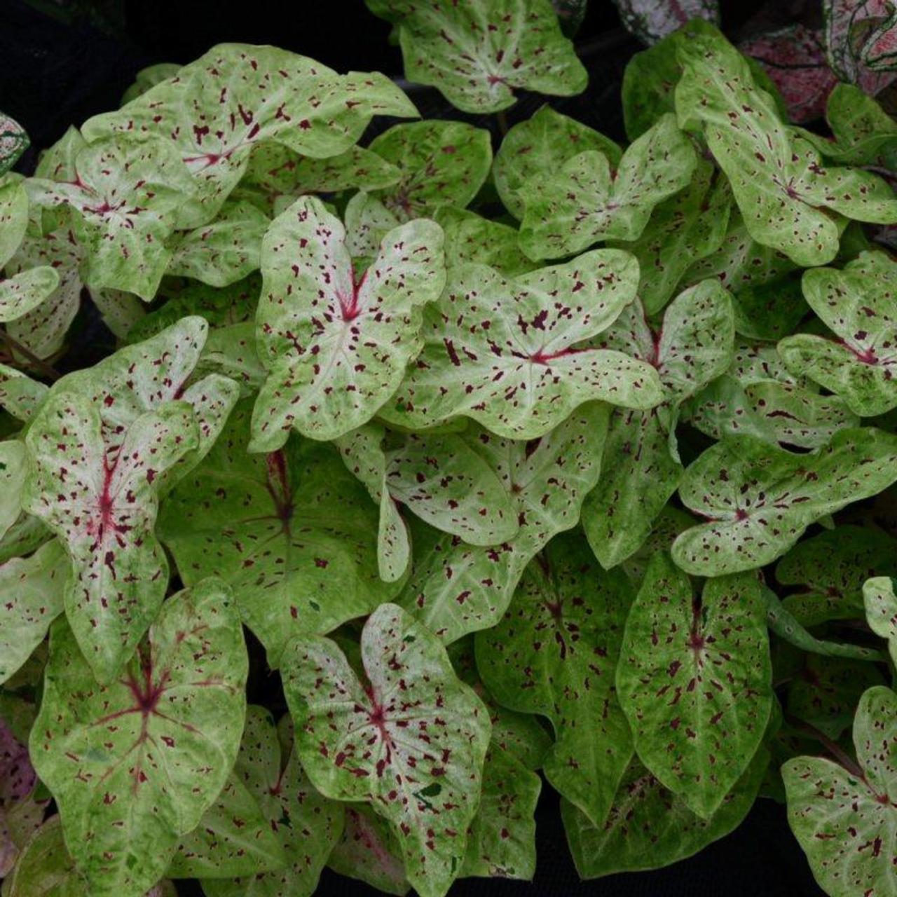 Caladium 'Miss Muffet' plant