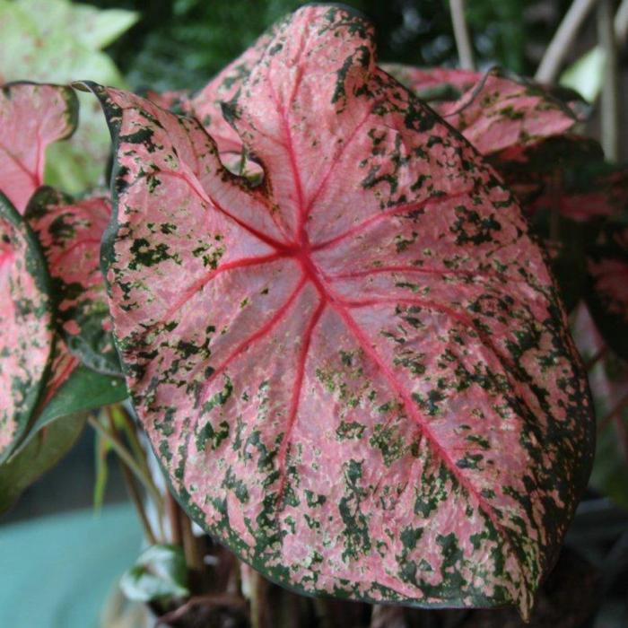 Caladium 'Pink Beauty' plant