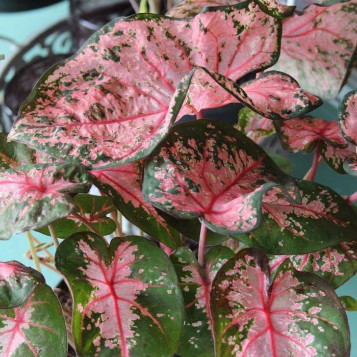 Caladium 'Pink Beauty' plant