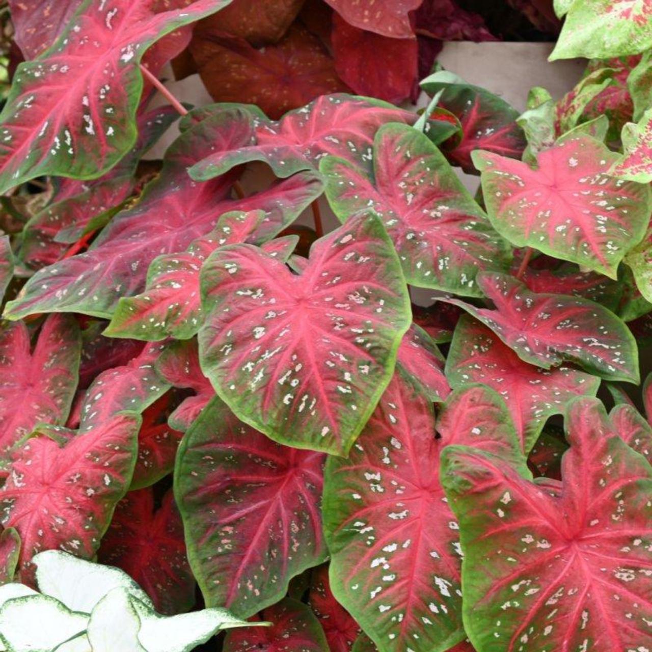 Caladium 'Red Flash' plant