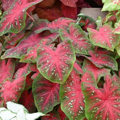 caladium-red-flash