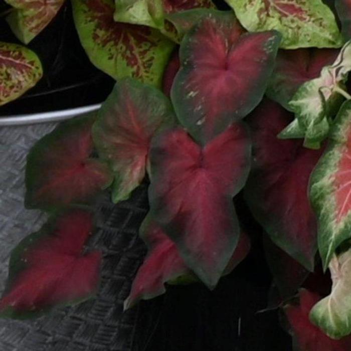 Caladium 'Royal Flush' plant