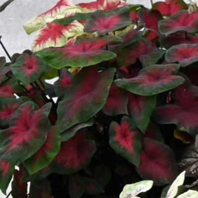 caladium-royal-flush