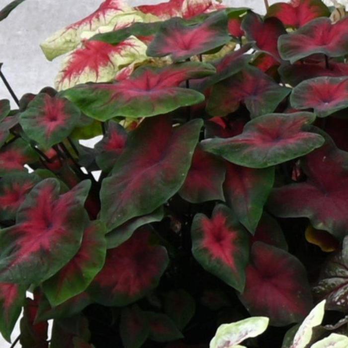 Caladium 'Royal Flush' plant