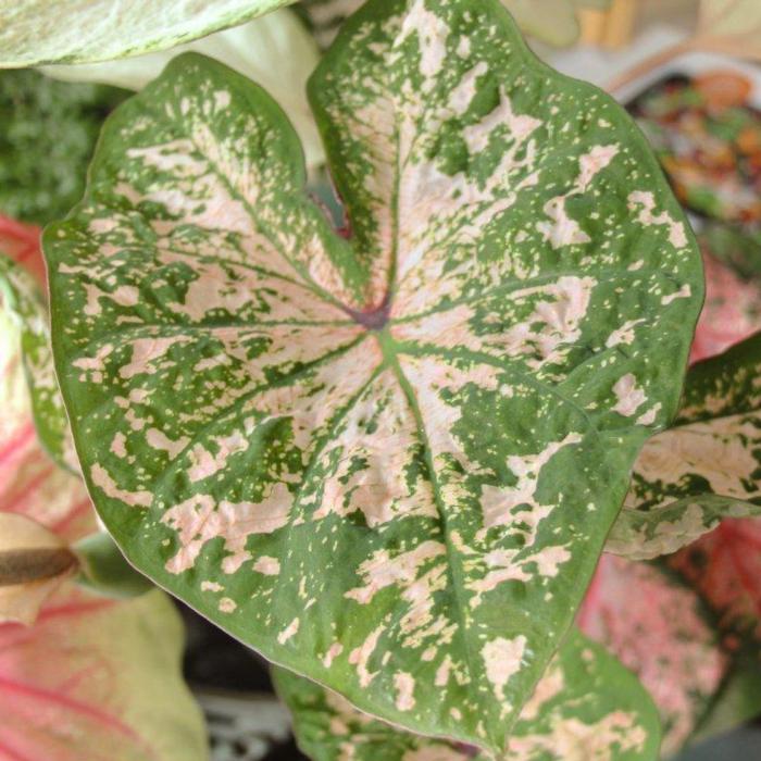 Caladium 'Sea Foam Pink' plant