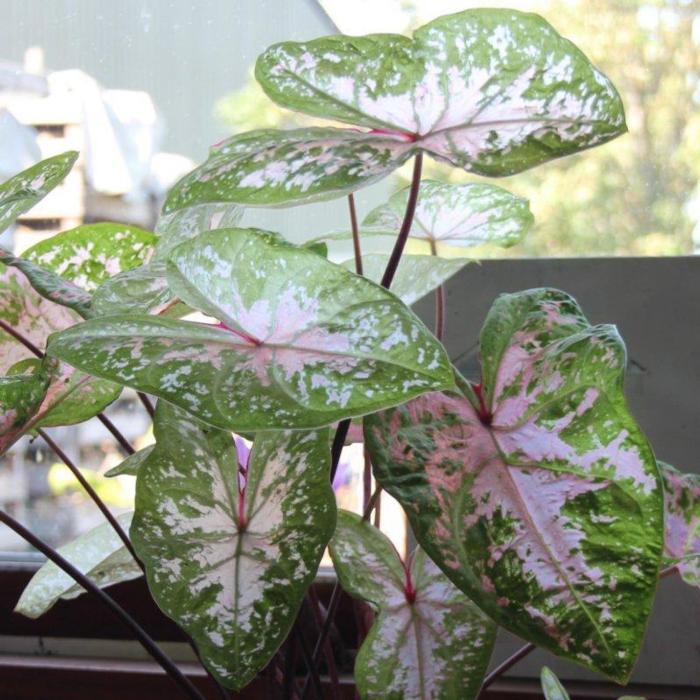 Caladium 'Sea Foam Pink' plant