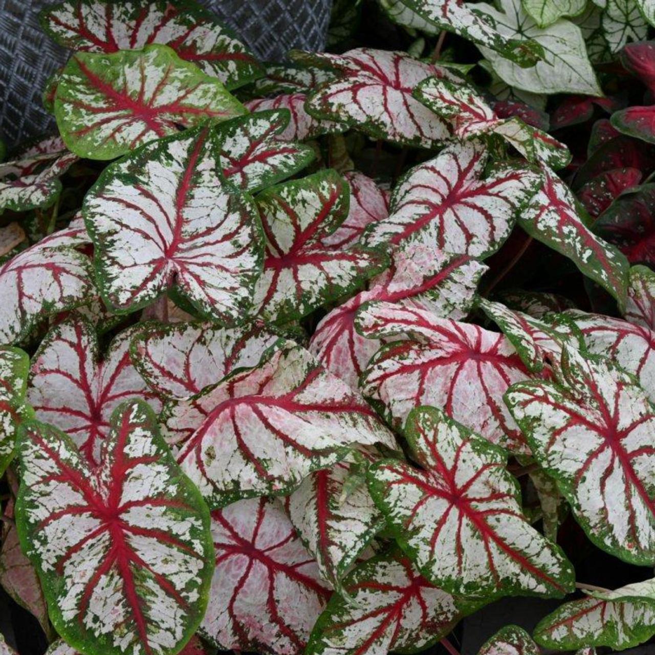 Caladium 'Tapestry' plant