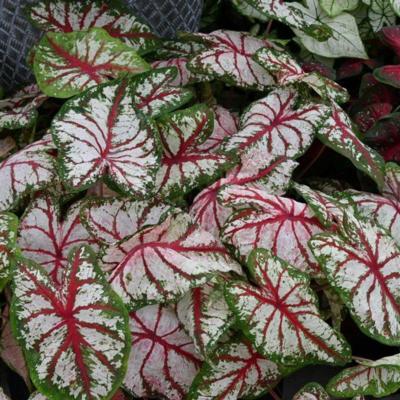 caladium-tapestry