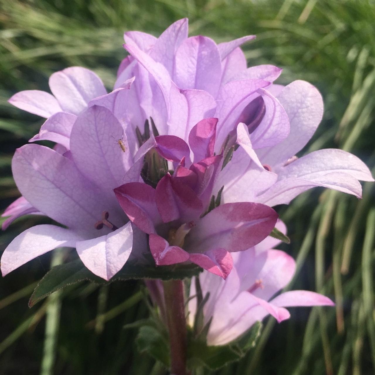 Campanula glomerata 'Caroline' plant