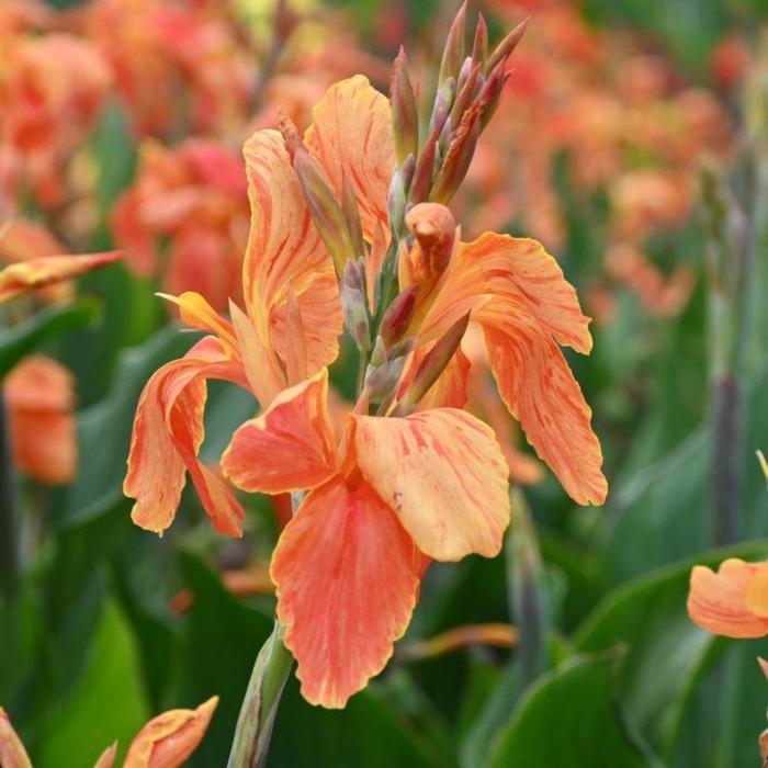 Canna 'Color Clown' plant