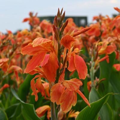 canna-color-clown