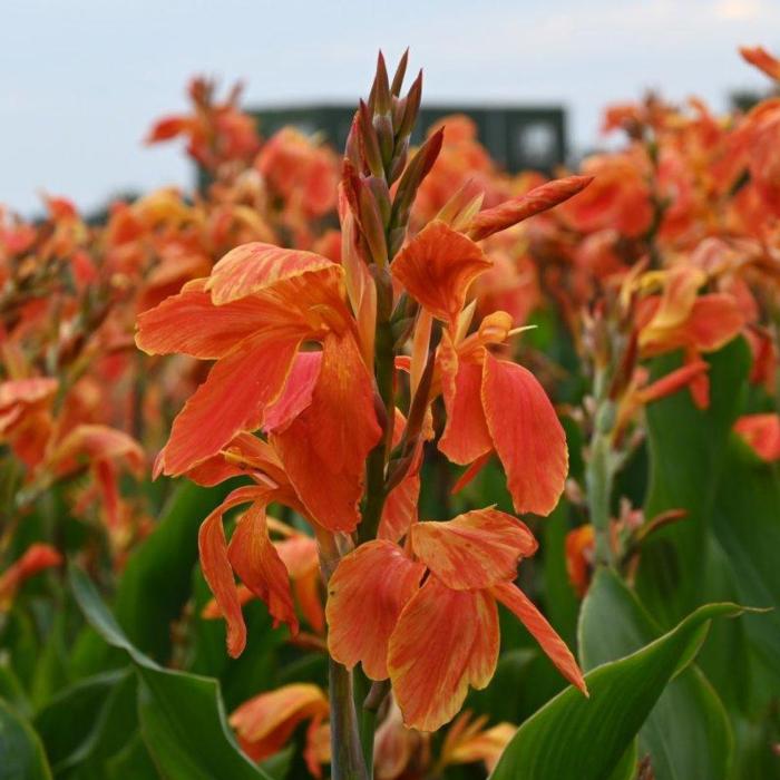 Canna 'Color Clown' plant