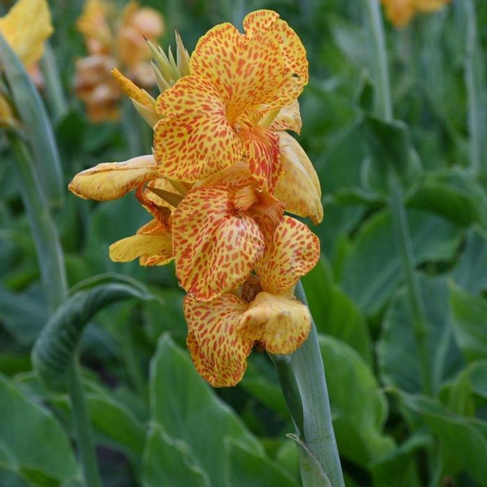 Canna 'En Avant' plant