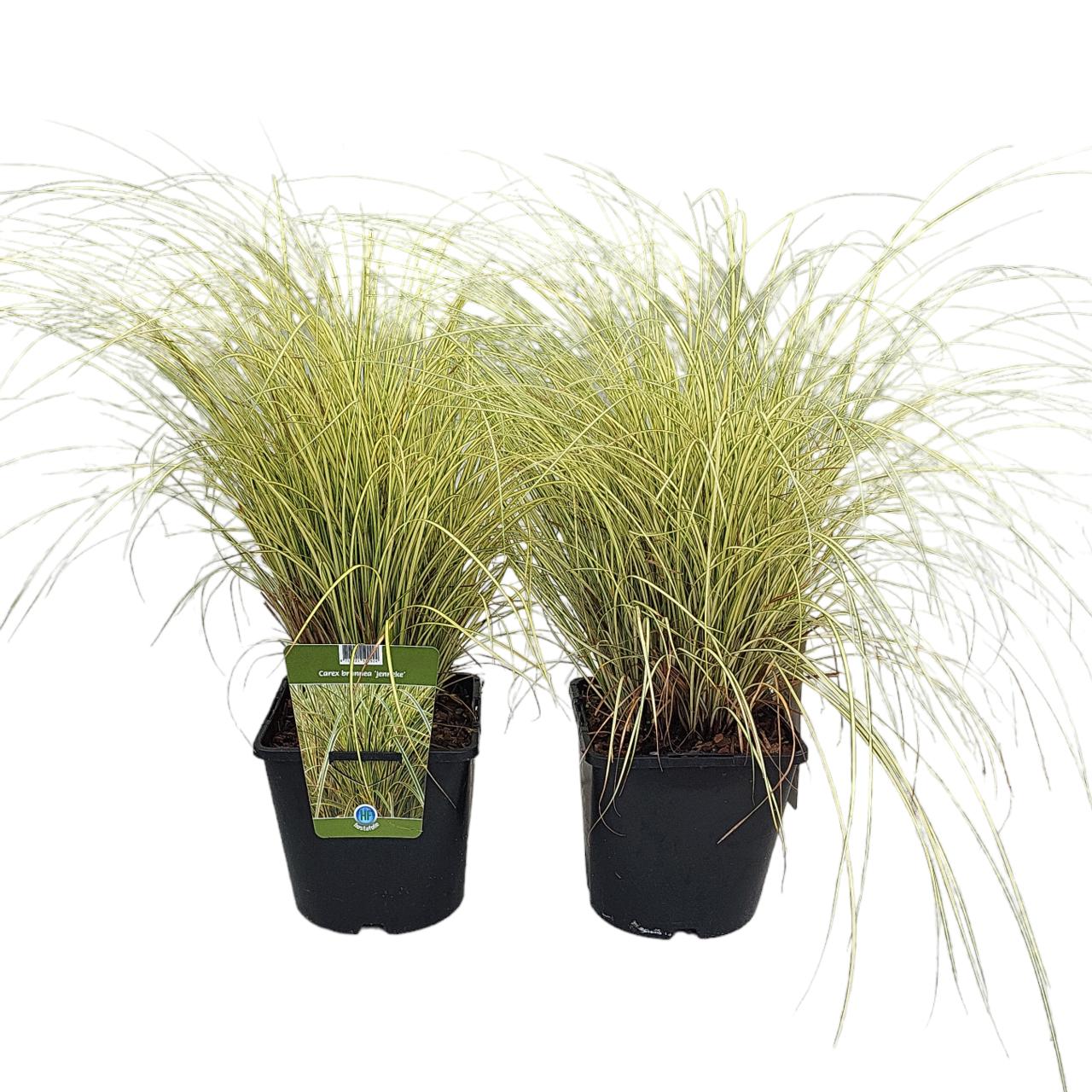 Carex brunnea 'Jenneke' plant