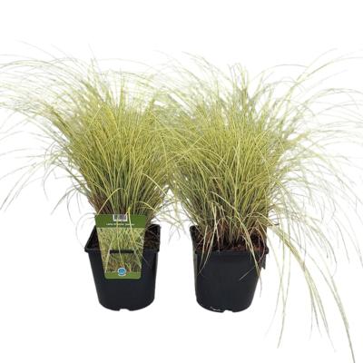 carex-brunnea-jenneke