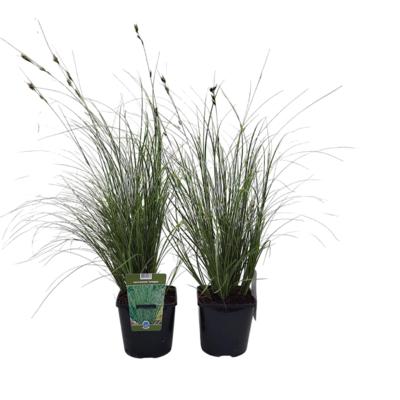 carex-brunnea-variegata